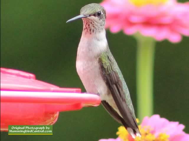 Ruby Throat Hummingbird near Tyler Texas